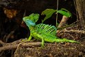 003 Tortuguero, groene helmbasilisk